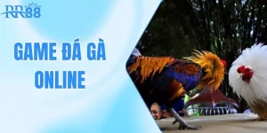 Game Đá Gà Online RR88 - Cơ Hội Để Người Chơi Thỏa Đam Mê