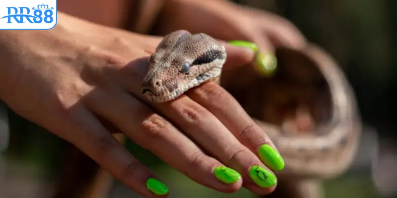 Giải mã giấc mơ rắn cắn tay: Tâm linh hay logic ngầm?